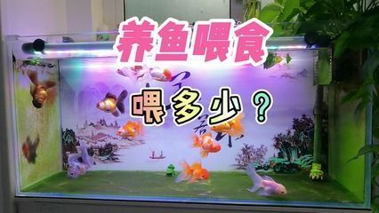 金龍魚一缸能養幾條最好(1米5的魚缸可以養2條左右的金龍魚) 龍魚百科 第3張 金龍魚一缸能養幾條最好(1米5的魚缸可以養2條左右的金龍魚) 金龍魚一缸能養幾條最好(1米5的魚缸可以養2條左右的金龍魚) 龍魚百科 第3張