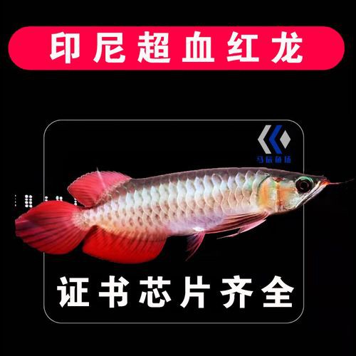 藍(lán)底紅龍魚和綠底紅龍魚