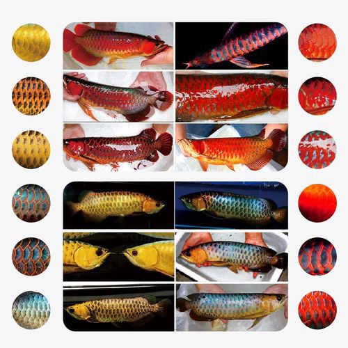 藍(lán)底紅龍魚和綠底紅龍魚