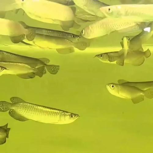 藍(lán)底紅龍魚和綠底紅龍魚