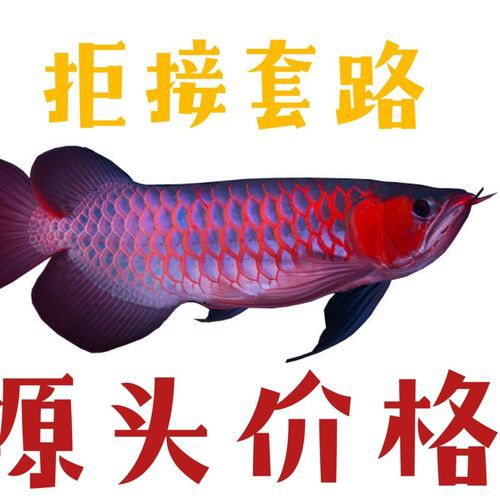 藍(lán)底紅龍魚和綠底紅龍魚