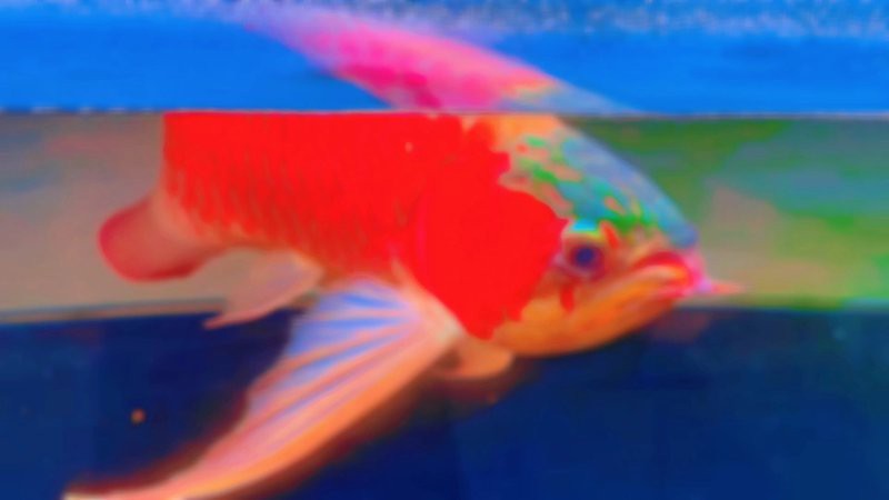 藍(lán)底紅龍魚和綠底紅龍魚