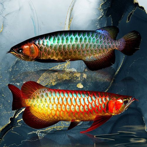 藍(lán)底紅龍魚和綠底紅龍魚