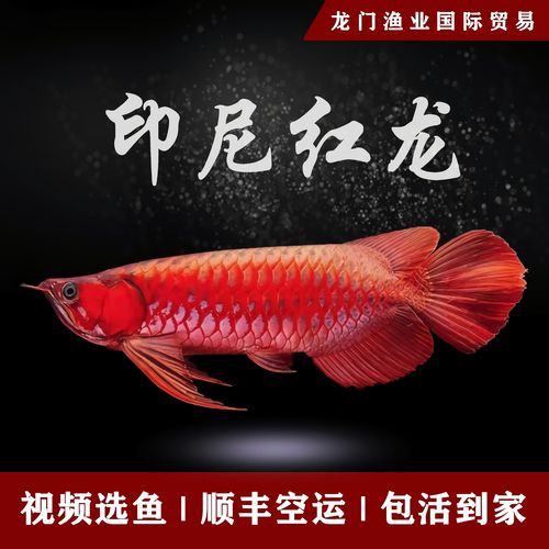 藍(lán)底紅龍魚和綠底紅龍魚