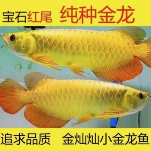 藍(lán)底紅龍魚和綠底紅龍魚