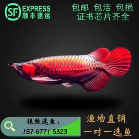 藍(lán)底紅龍魚和綠底紅龍魚