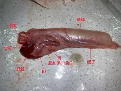 龍魚吃東西反復咀嚼的原因：龍魚吃東西反復咀嚼可能有多種原因，飼養者需仔細觀察