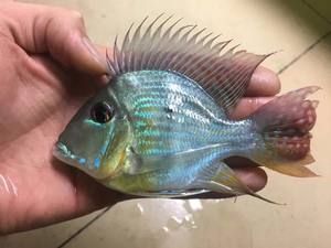 元寶鯽搭配龍魚（元寶鯽和龍魚可以混養嗎？） 元寶鯽搭配龍魚（元寶鯽和龍魚可以混養嗎？） 龍魚百科 第5張