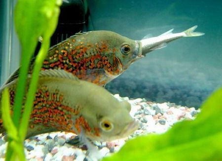 元寶鯽搭配龍魚（元寶鯽和龍魚可以混養嗎？） 元寶鯽搭配龍魚（元寶鯽和龍魚可以混養嗎？） 龍魚百科 第3張