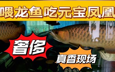 元寶鯽搭配龍魚（元寶鯽和龍魚可以混養嗎？） 元寶鯽搭配龍魚（元寶鯽和龍魚可以混養嗎？） 龍魚百科 第2張