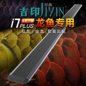 紅龍魚腹部怎么出框（紅龍魚腹部出框怎么辦）