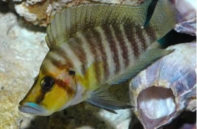 龍魚顆粒飼料訓練方法：龍魚顆粒飼料的訓練方法 龍魚顆粒飼料訓練方法：龍魚顆粒飼料的訓練方法 龍魚百科 第5張