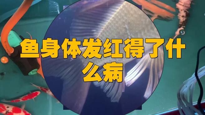 龍魚發紅是怎么回事