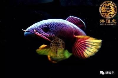 最便宜最好養的龍魚品種，價格便宜又漂亮，什么龍魚好看又漂亮：什么品種的龍魚好看又便宜又漂亮