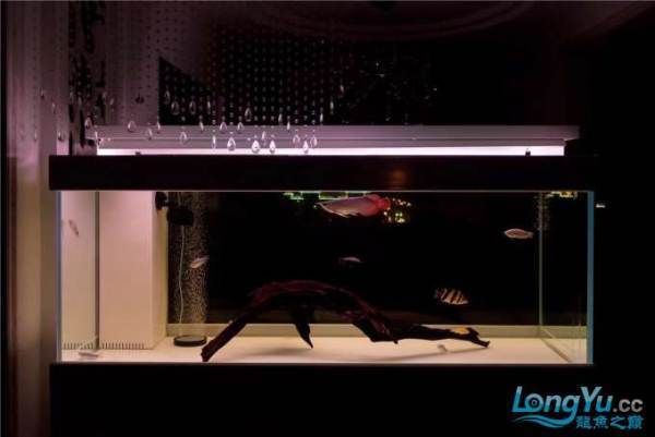 紅龍魚水溫調(diào)節(jié)設(shè)備選擇指南：紅龍魚水溫計(jì)選購(gòu)技巧