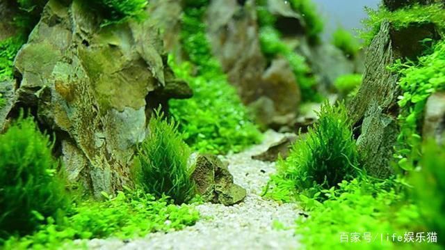 不同水質下水草的選擇技巧：不同類型的水質條件下選擇水草的技巧，選擇水草的技巧