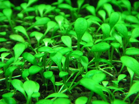 不同水質下水草的選擇技巧：不同類型的水質條件下選擇水草的技巧，選擇水草的技巧