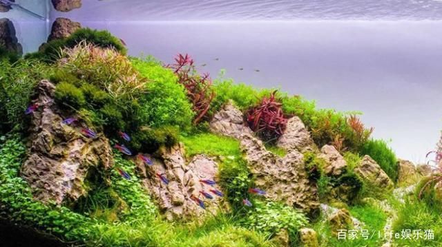 不同水質下水草的選擇技巧：不同類型的水質條件下選擇水草的技巧，選擇水草的技巧