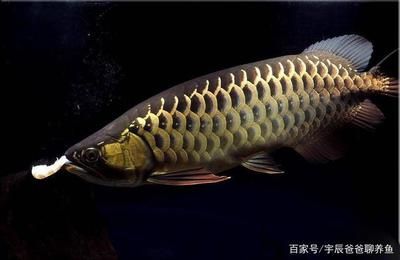 金龍魚解釋：金龍魚在風水中的應用價格趨勢，金龍魚的飼養技巧 金龍魚解釋：金龍魚在風水中的應用價格趨勢，金龍魚的飼養技巧 龍魚百科 第3張