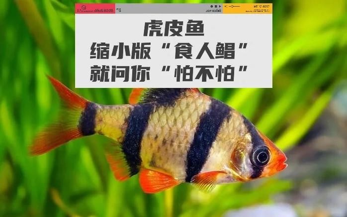 銀龍魚和虎皮魚可以混養(yǎng)嗎圖片對比