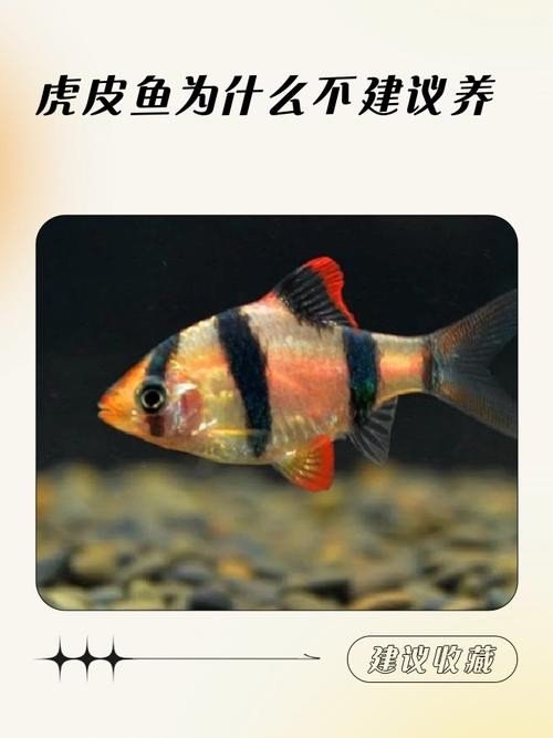 銀龍魚和虎皮魚可以混養(yǎng)嗎圖片對比