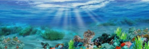 養(yǎng)熱帶魚魚缸如何布景，熱帶魚缸水草養(yǎng)護要點