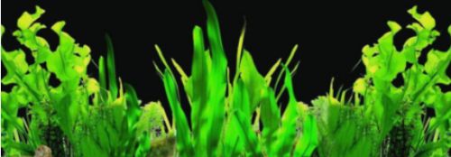 養(yǎng)熱帶魚魚缸如何布景，熱帶魚缸水草養(yǎng)護要點
