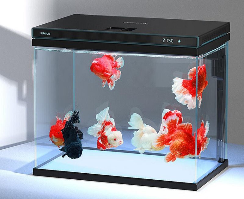 天津龍魚轉讓信息網最新