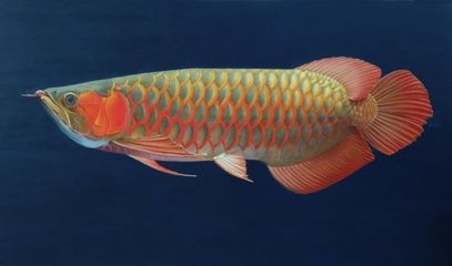 畫龍魚的畫家陳鐘：他曾是迷幻鼻祖樂隊whai的貝斯手，曾是中國迷幻鼻祖樂隊貝斯手