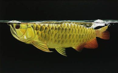 畫龍魚的畫家陳鐘：他曾是迷幻鼻祖樂隊whai的貝斯手，曾是中國迷幻鼻祖樂隊貝斯手