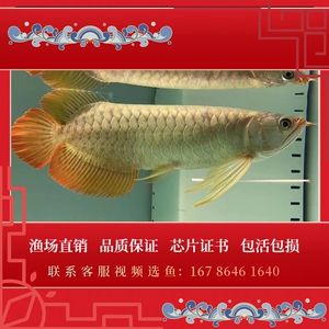 怎么挑龍魚幼苗呢（如何挑選龍魚幼苗）