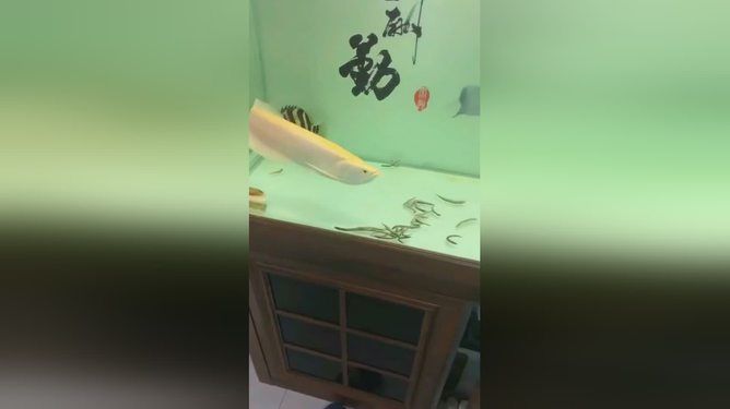 龍魚能不能吃紅蟲草:龍魚可以吃紅蟲草嗎? 龍魚百科 第1張 龍魚能不能吃紅蟲草:龍魚可以吃紅蟲草嗎? 龍魚能不能吃紅蟲草:龍魚可以吃紅蟲草嗎? 龍魚百科 第1張