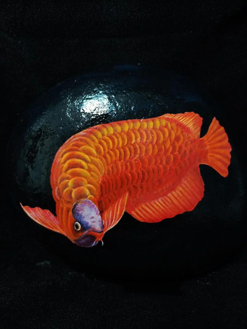 金龍魚上色方法圖片 金龍魚上色方法圖片 龍魚百科 第21張