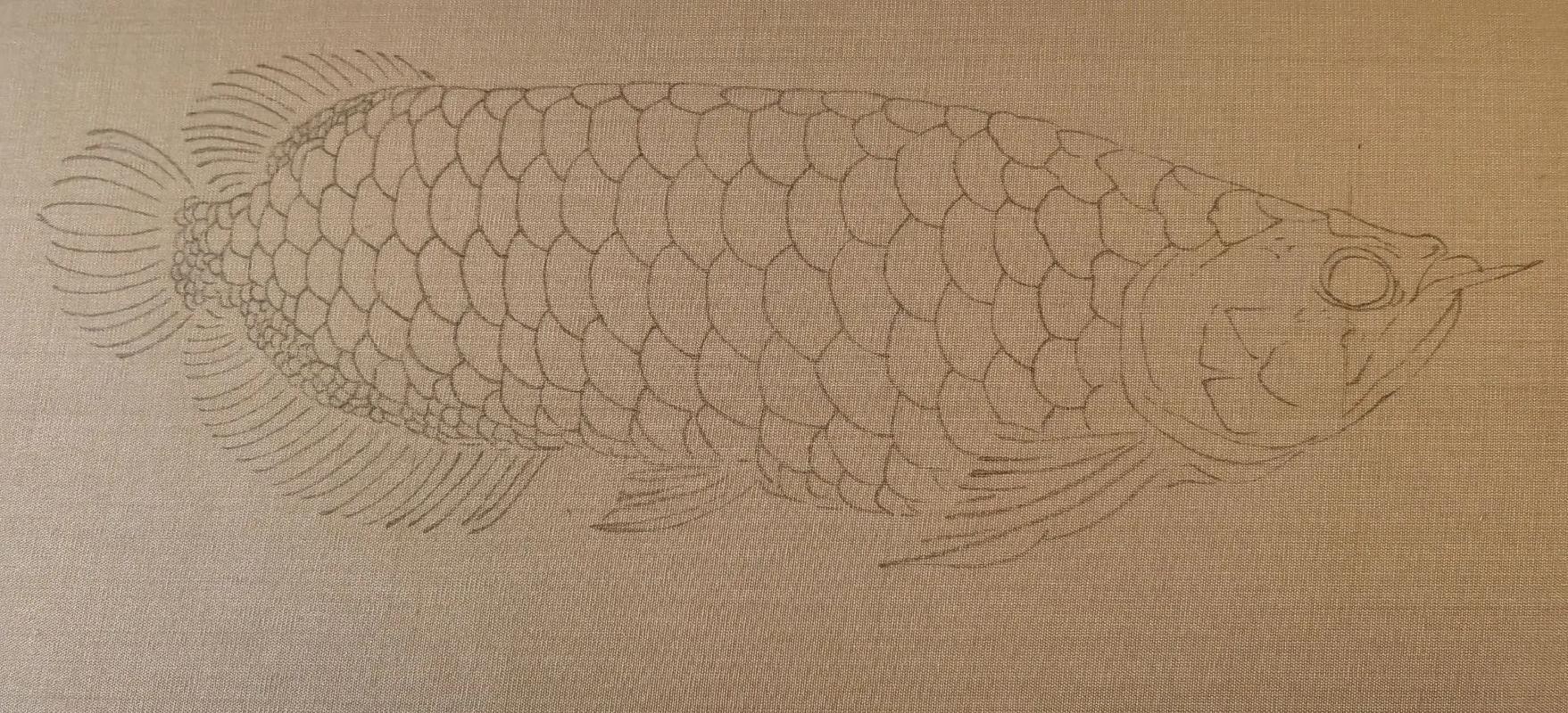 金龍魚上色方法圖片 金龍魚上色方法圖片 龍魚百科 第23張