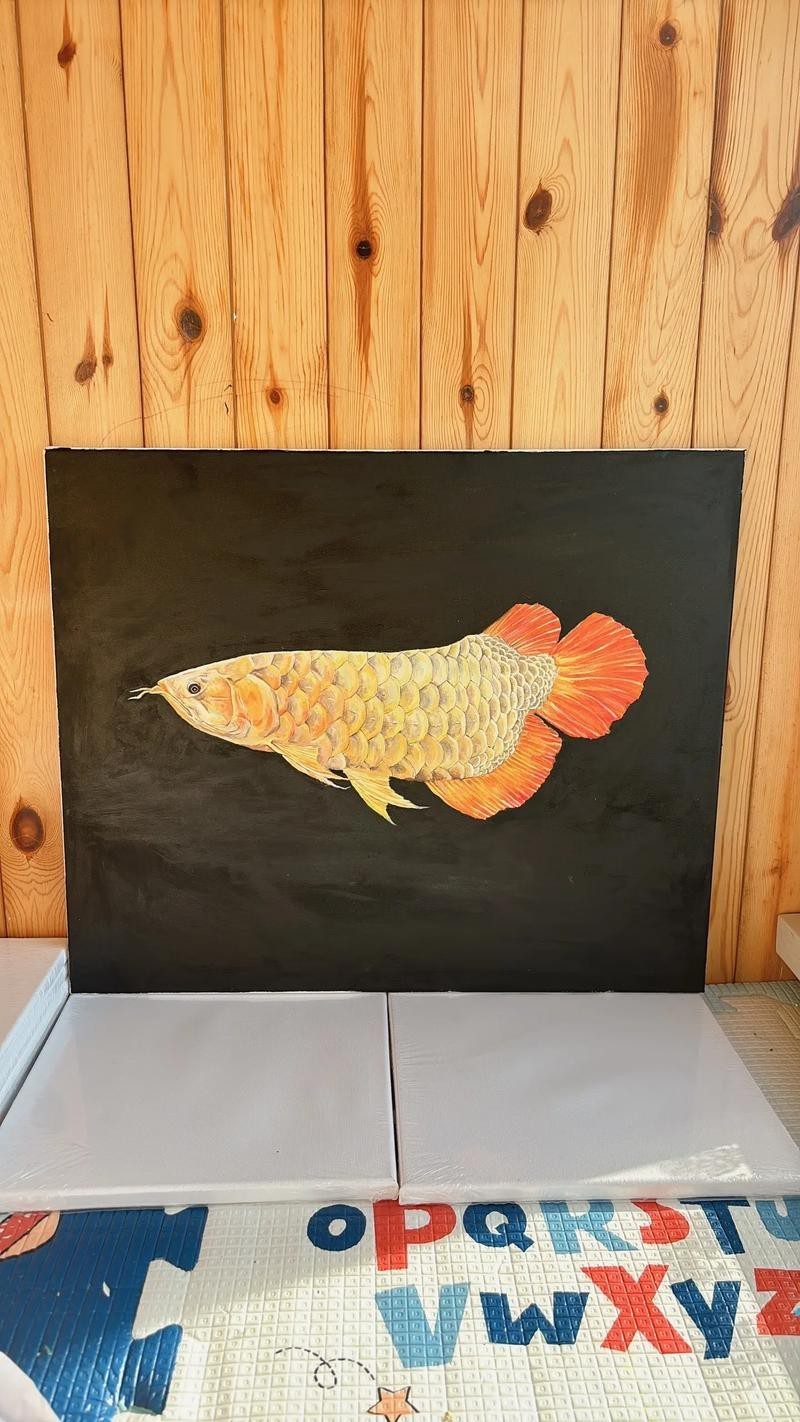 金龍魚上色方法圖片 金龍魚上色方法圖片 龍魚百科 第22張