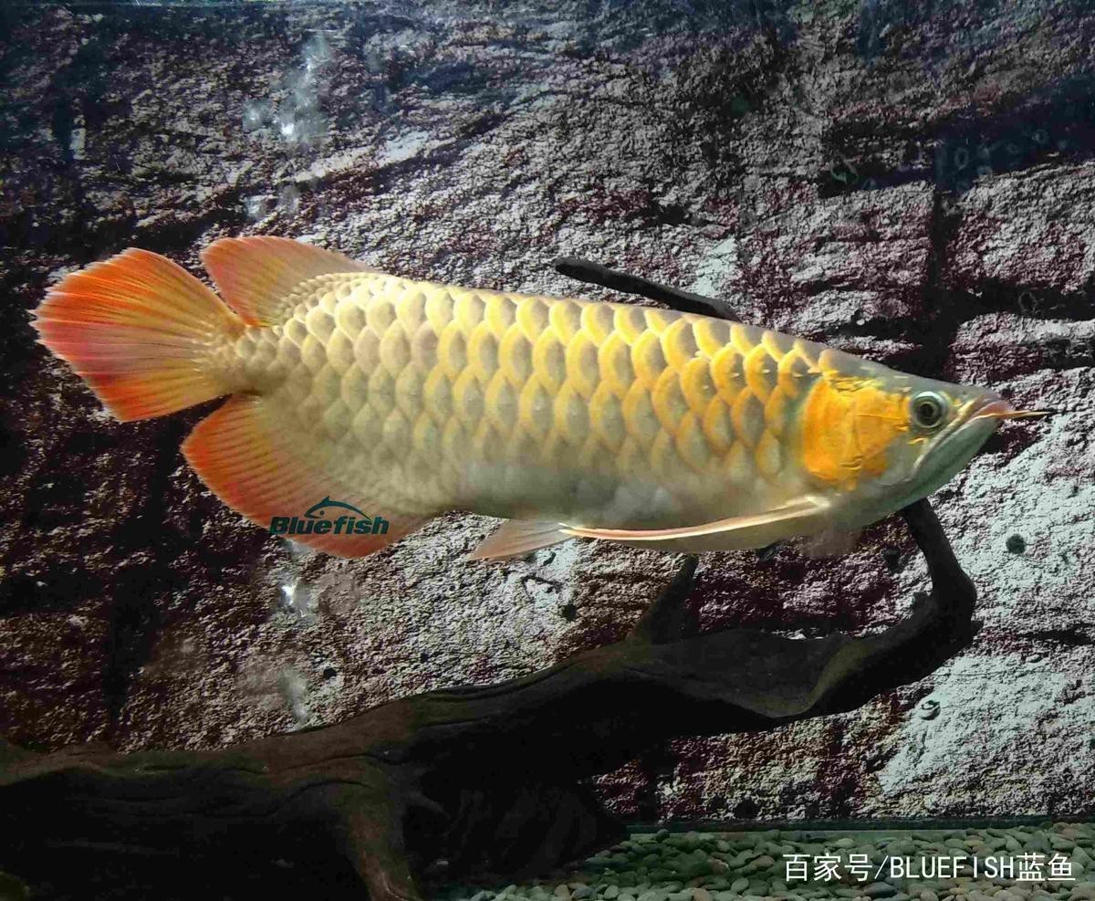 與紅龍魚混養的魚有哪些圖片