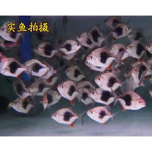 與紅龍魚混養的魚有哪些圖片