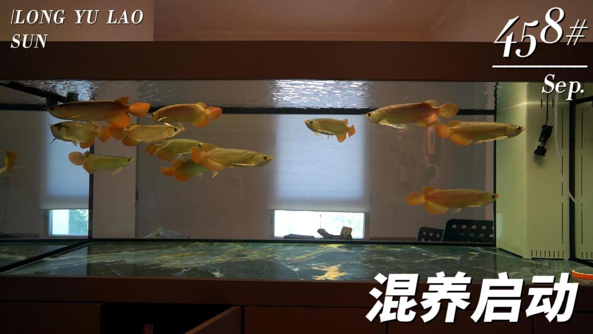 與紅龍魚混養的魚有哪些圖片