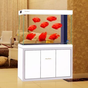 金龍魚搭配什么魚（金龍魚混養水族箱布置技巧）