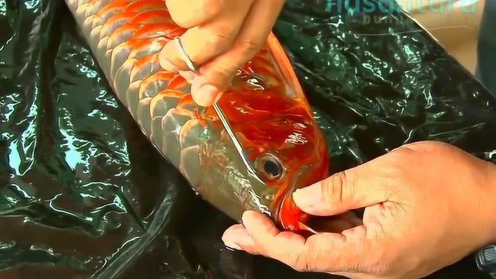 龍魚七彩神仙混養方法：龍魚和七彩神仙魚混養的注意事項 龍魚七彩神仙混養方法：龍魚和七彩神仙魚混養的注意事項 龍魚百科