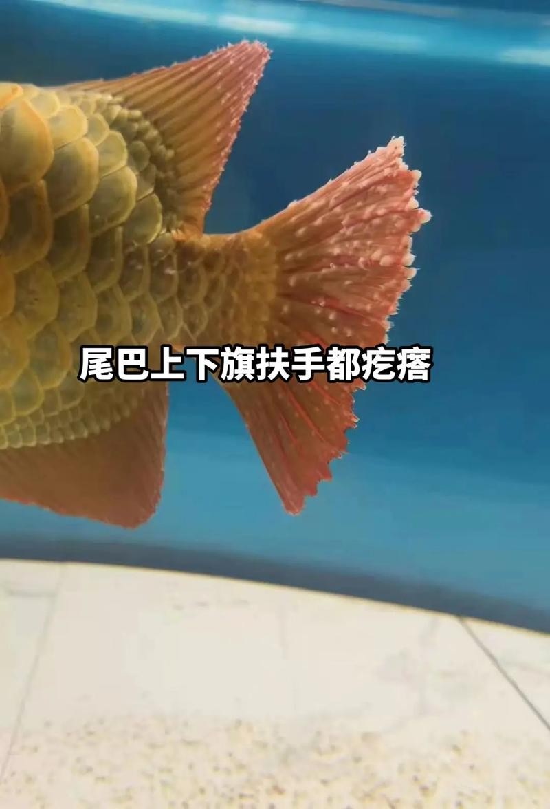 龍魚身上有白點凸起怎么辦圖片 龍魚身上有白點凸起怎么辦圖片 龍魚百科 第5張