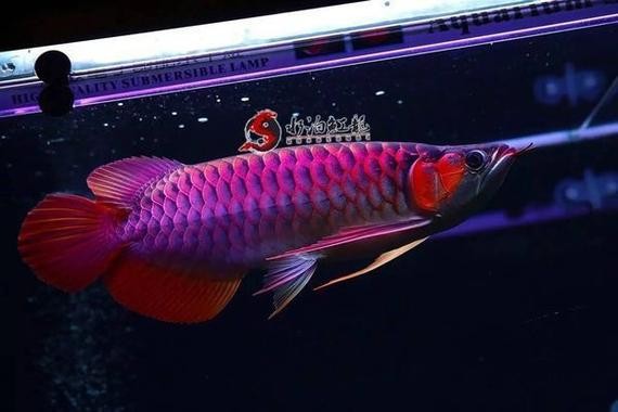 龍魚身上有白點凸起怎么辦圖片 龍魚身上有白點凸起怎么辦圖片 龍魚百科 第25張