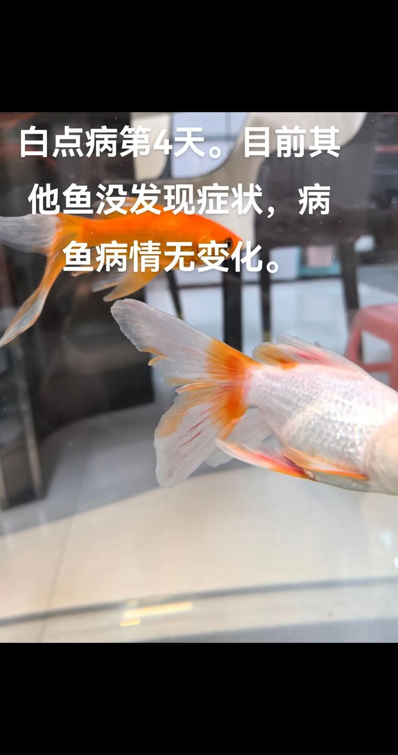 龍魚身上有白點凸起怎么辦圖片 龍魚身上有白點凸起怎么辦圖片 龍魚百科 第17張