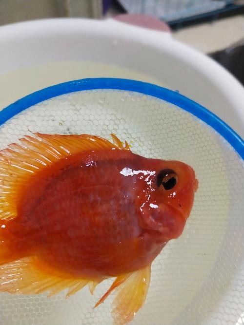 龍魚身上有白點凸起怎么辦圖片 龍魚身上有白點凸起怎么辦圖片 龍魚百科 第24張