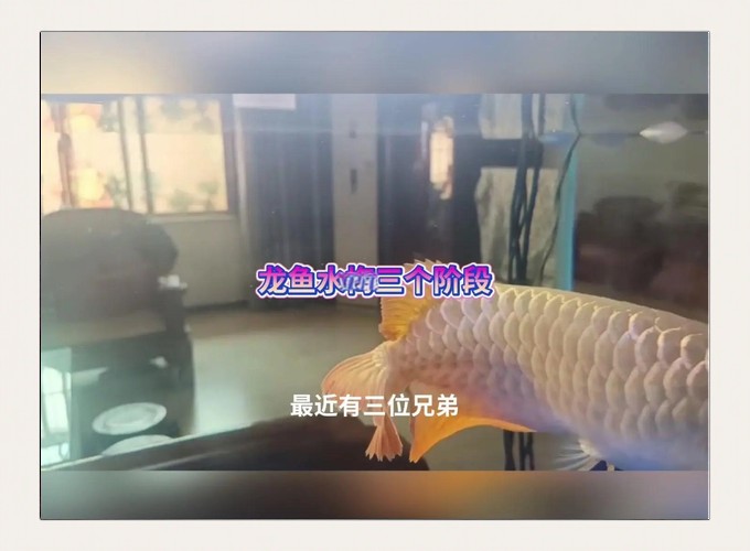 龍魚身上有白點凸起怎么辦圖片 龍魚身上有白點凸起怎么辦圖片 龍魚百科 第19張