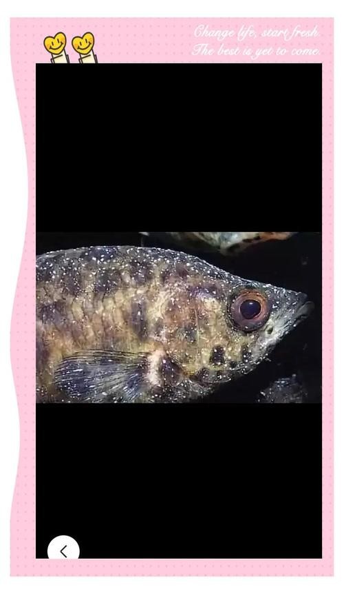 龍魚身上有白點凸起怎么辦圖片 龍魚身上有白點凸起怎么辦圖片 龍魚百科 第15張