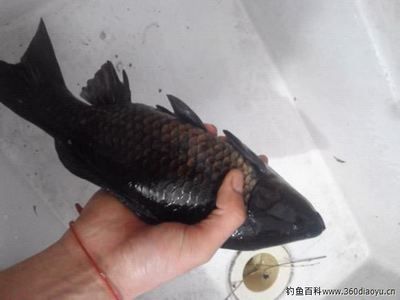 烏龍魚（烏龍魚是一種什么樣的魚？）