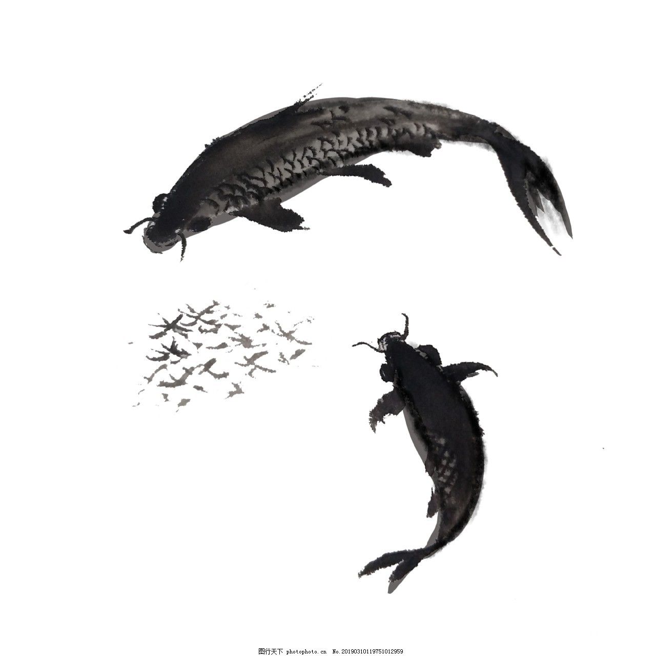 烏龍魚（烏龍魚是一種什么樣的魚？）