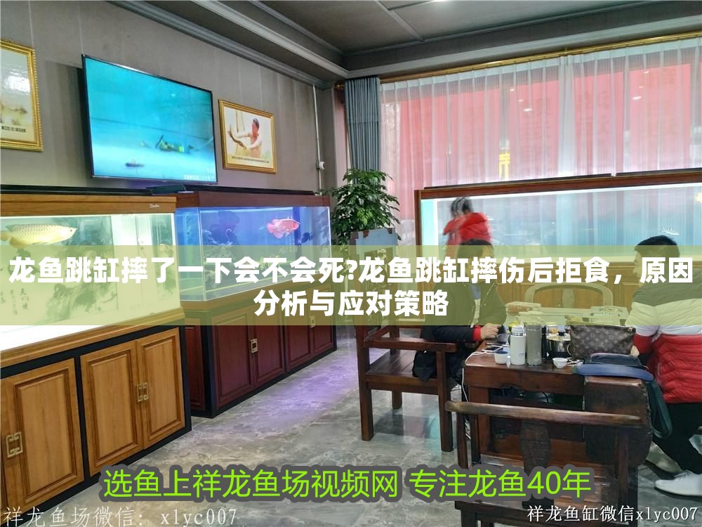 龍魚跳缸摔了一下會不會死?龍魚跳缸摔傷后拒食，原因分析與應對策略