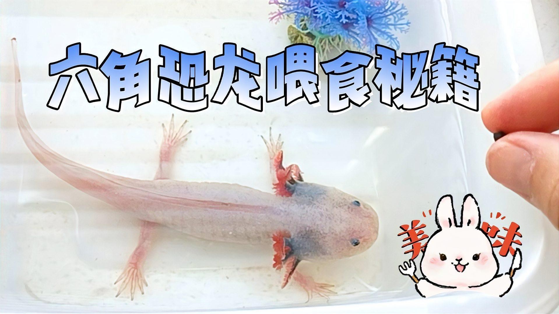 六角龍魚喂食